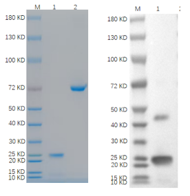 CLEC9A-1795R 1ug
BSA 1ug
Reducing 4%-20% SDS-PAGE (CBB stained) and WB (Anti-His Mouse Monoclonal antibody) analysis profiles of purified CLEC9A-1795R